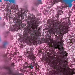 Звездный Полинник, Санкт-Петербург, Россия | ВКонтакте